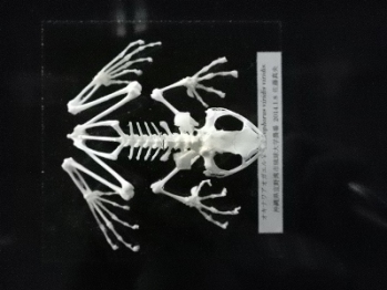 オキナワアオガエル（骨格標本）の写真