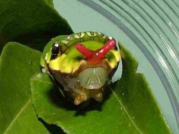 モンキアゲハの幼虫の写真
