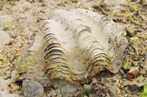 オオシャコガイ（殻のみ）の写真