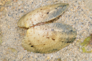 リュウキュウアサリ（殻のみ）の写真