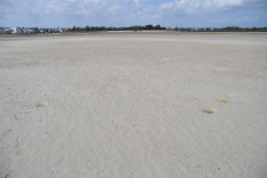 砂質（さしつ）干潟の写真