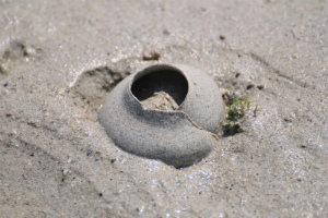 砂茶碗（ホウシュノタマという巻貝の卵塊）の写真
