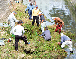協力して川の中の草を刈る参加者たち