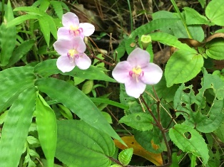 ハシカンボクの花