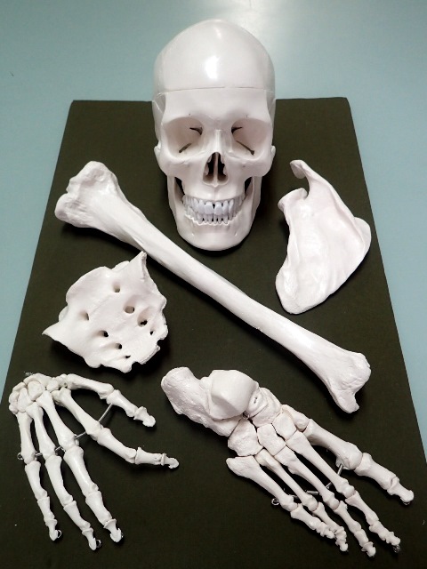 骨格模型の一部