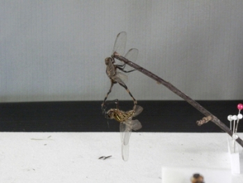 トンボの交尾標本の写真