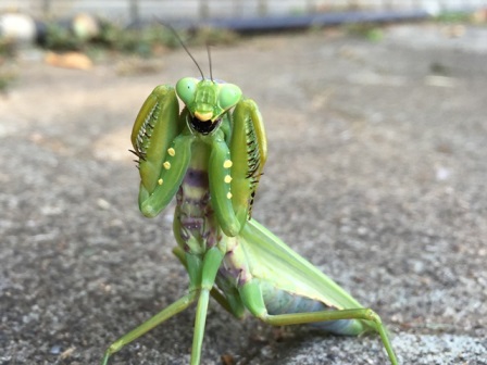 威嚇するハラビロカマキリの写真