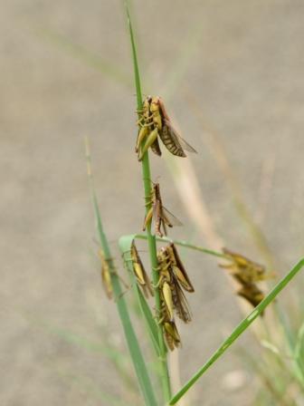 タイワンハネナガイナゴの大量死の写真