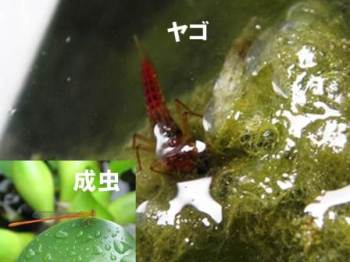 リュウキュウベニイトトンボのヤゴと成虫