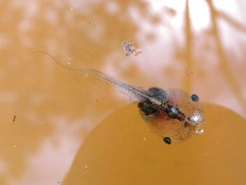 ヒメアマガエルのオタマジャクシの写真