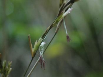 竹の花の写真