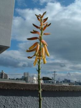 アロエの花の写真