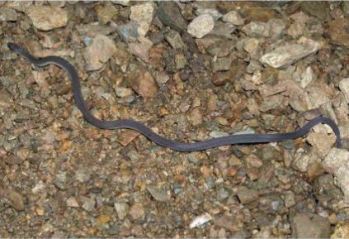 アマミタカチホヘビの写真