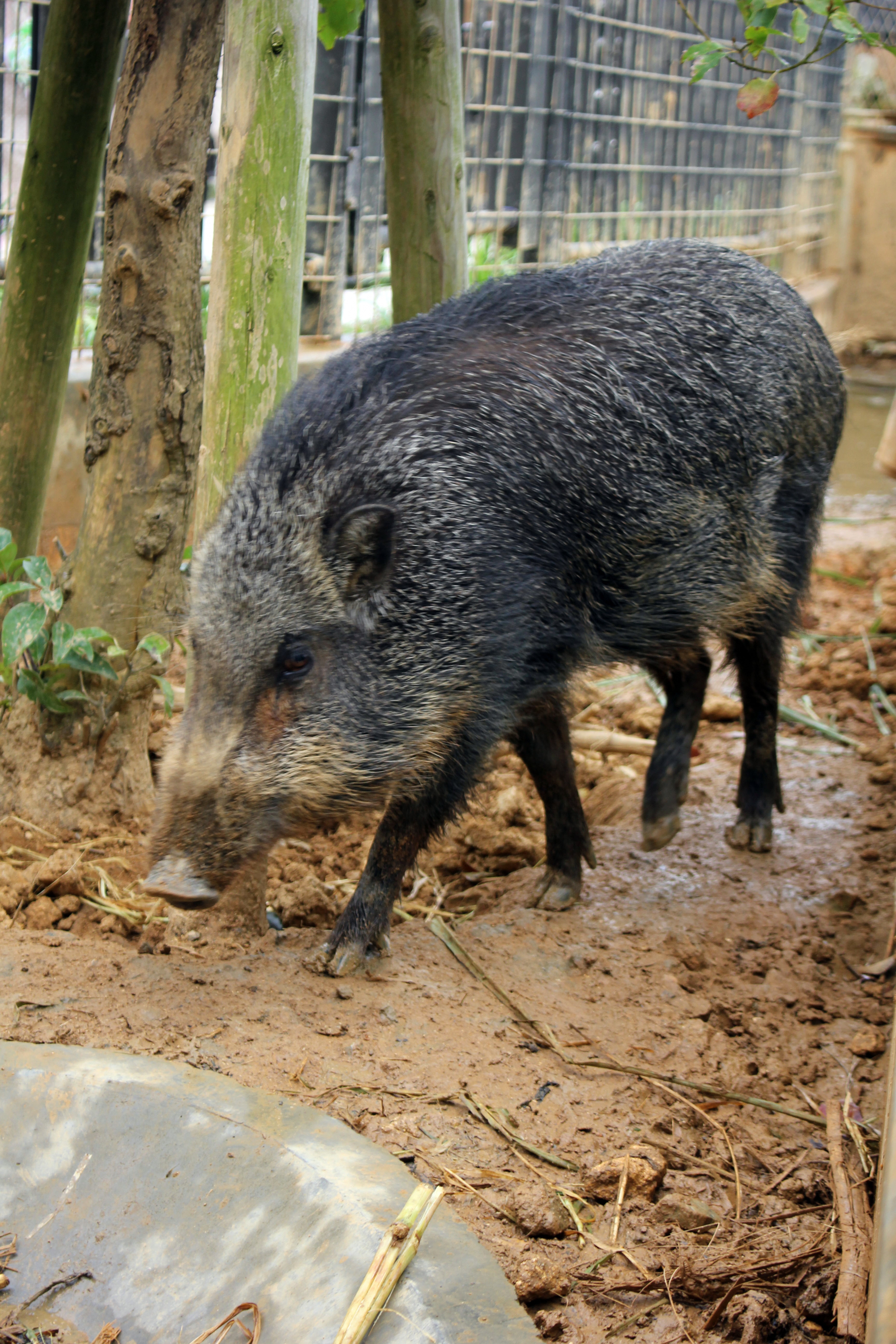 リュウキュウイノシシ　おみね