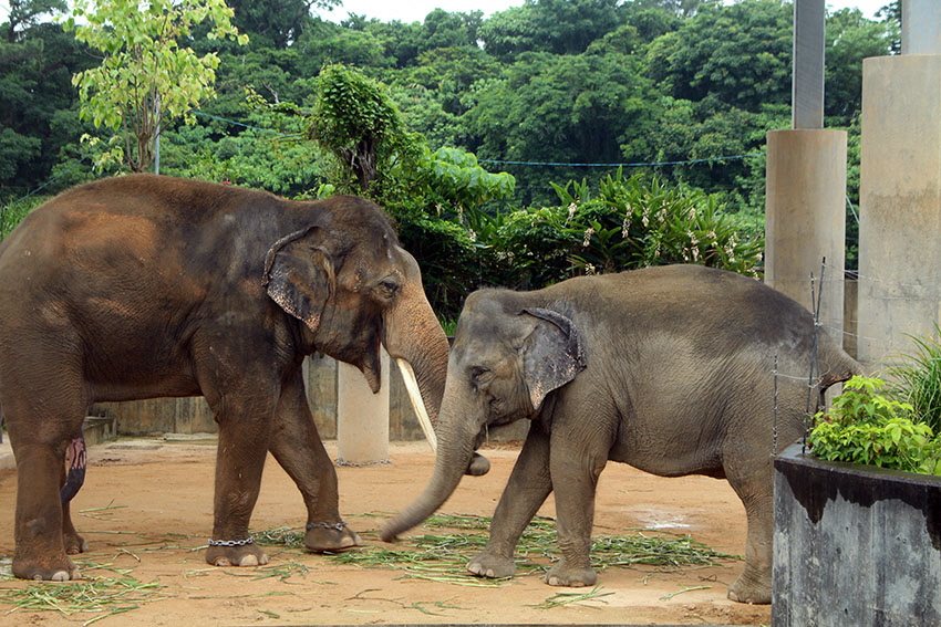 インドゾウ　琉人＆琉花