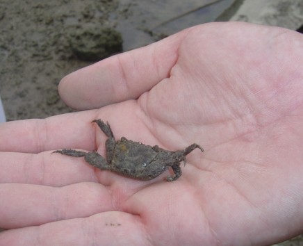 比屋根湿地の生き物達2