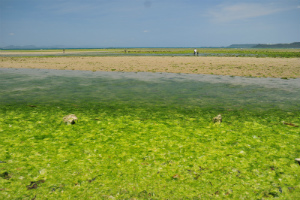 アオサと思われる緑藻の写真