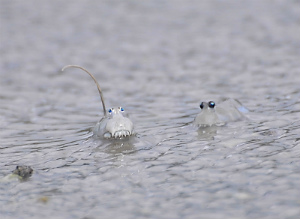 トカゲハゼ（オス：左側、メス：右側）の写真