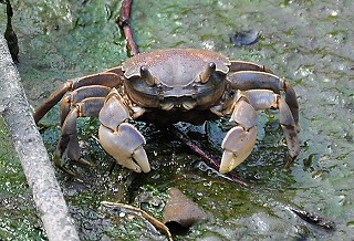 タイワンアシハラガニの写真