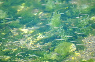 海藻と魚たちの写真