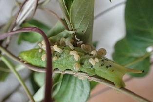 ホウジャク幼虫から脱出したホシガタハラボソコマユバチ幼虫