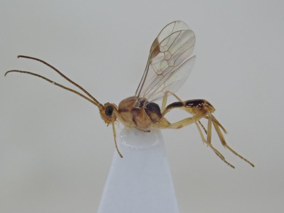 ホシガタハラボソコマユバチのメス成虫