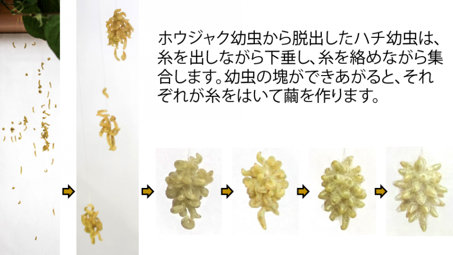 集合繭形成の様子