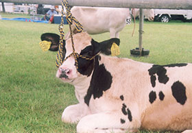 歴史ある本市畜産共進会の牛の写真