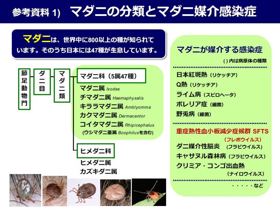 マダニ1