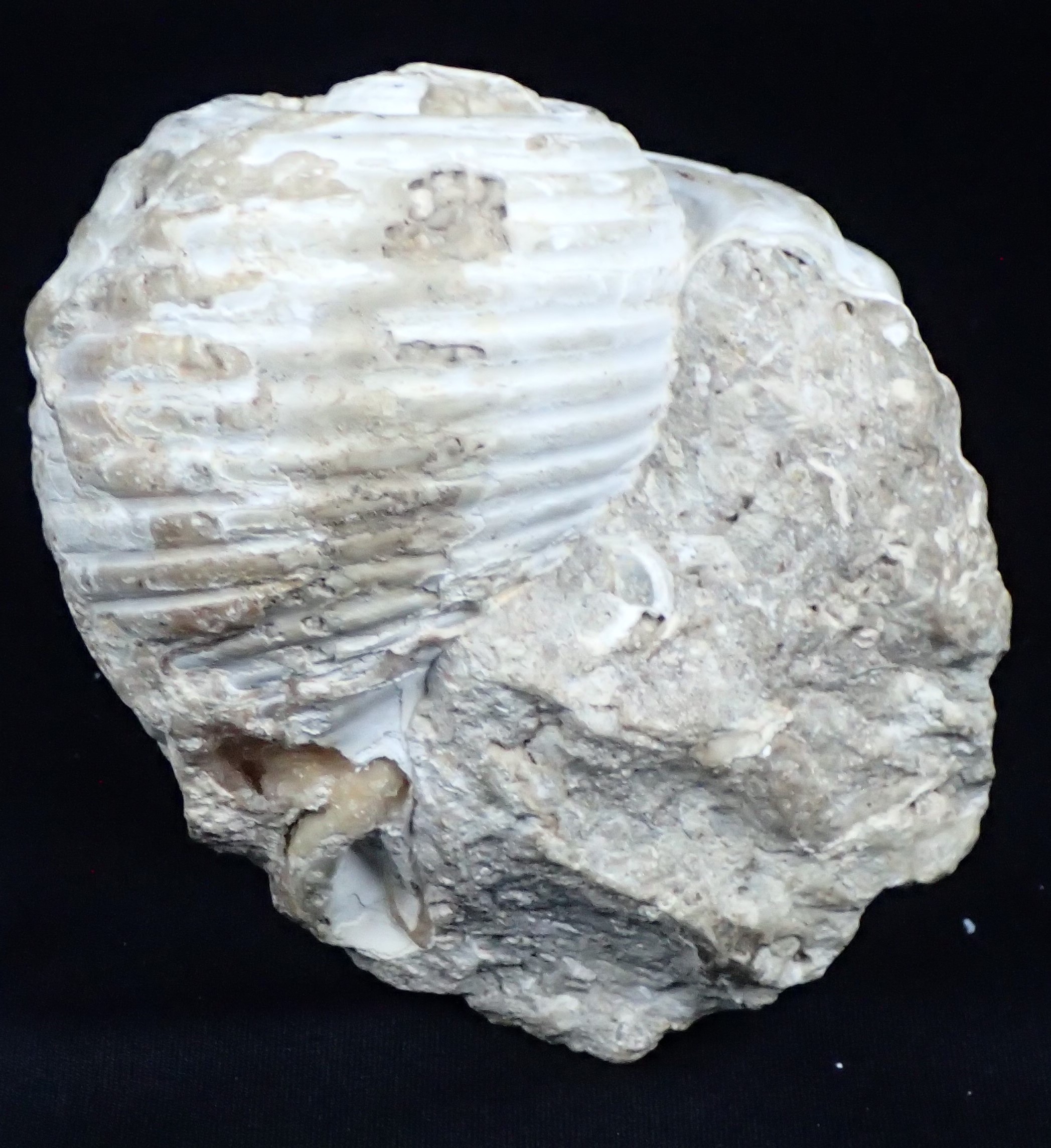 松本で発掘された巻貝の化石