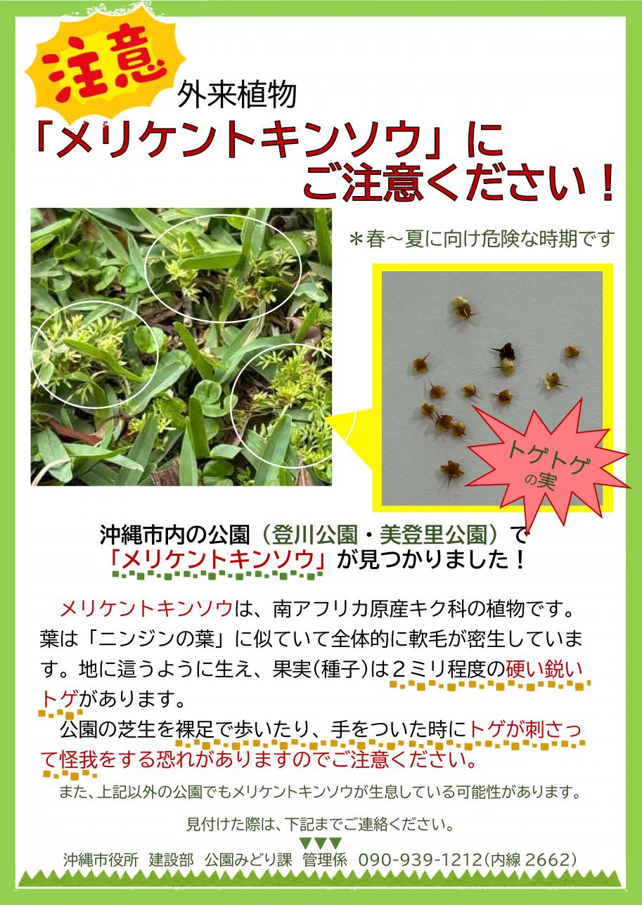 メリケントキンソウちらし