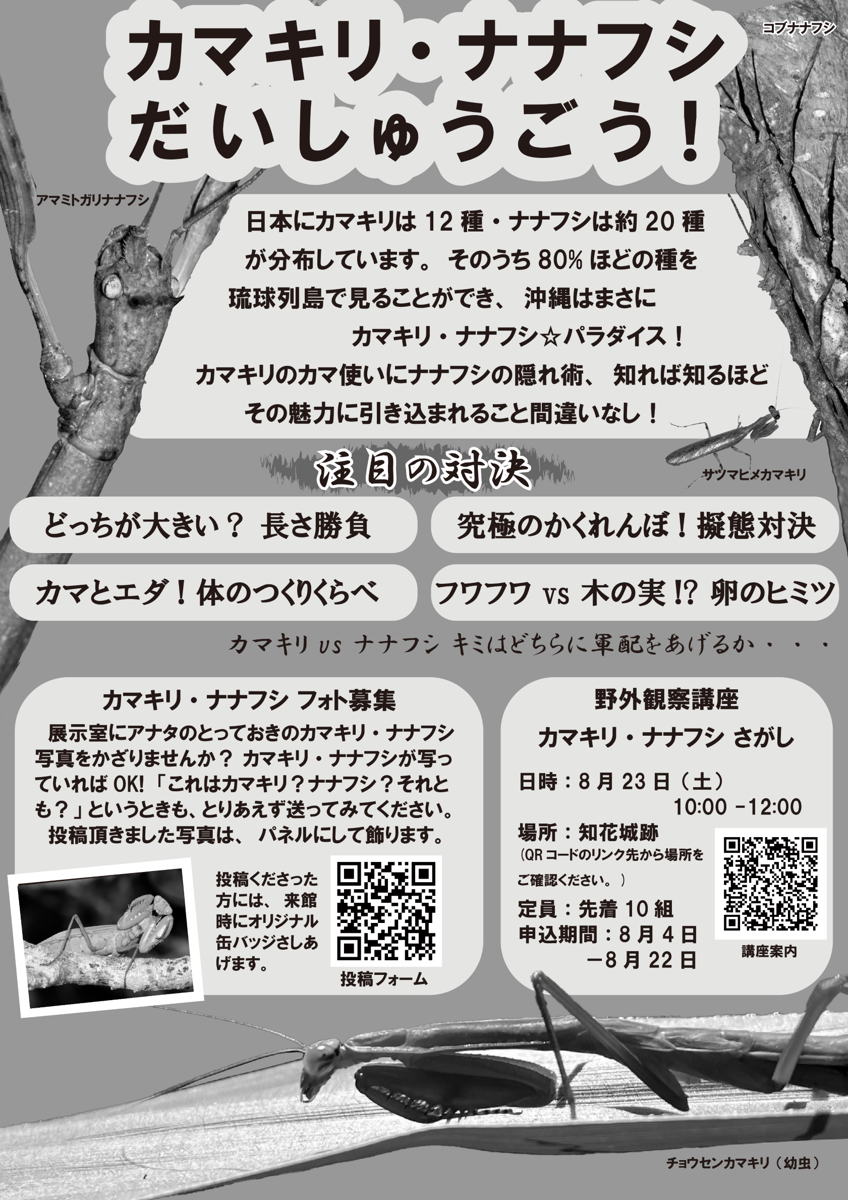 カマキリＶＳナナフシ　うら
