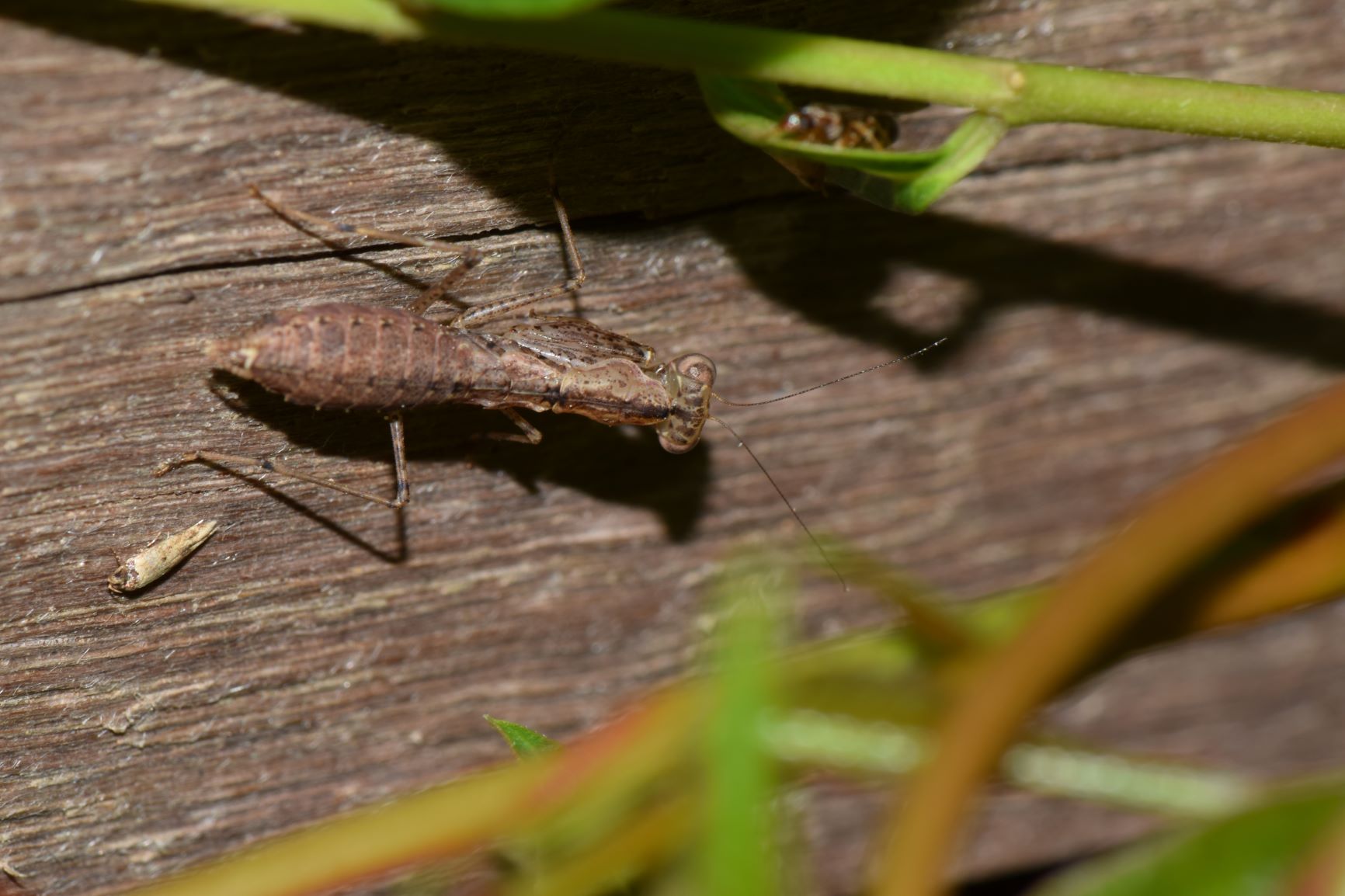 ヒナカマキリ
