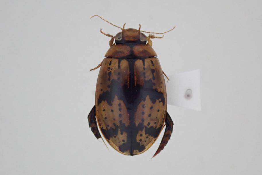 オオマダラゲンゴロウ