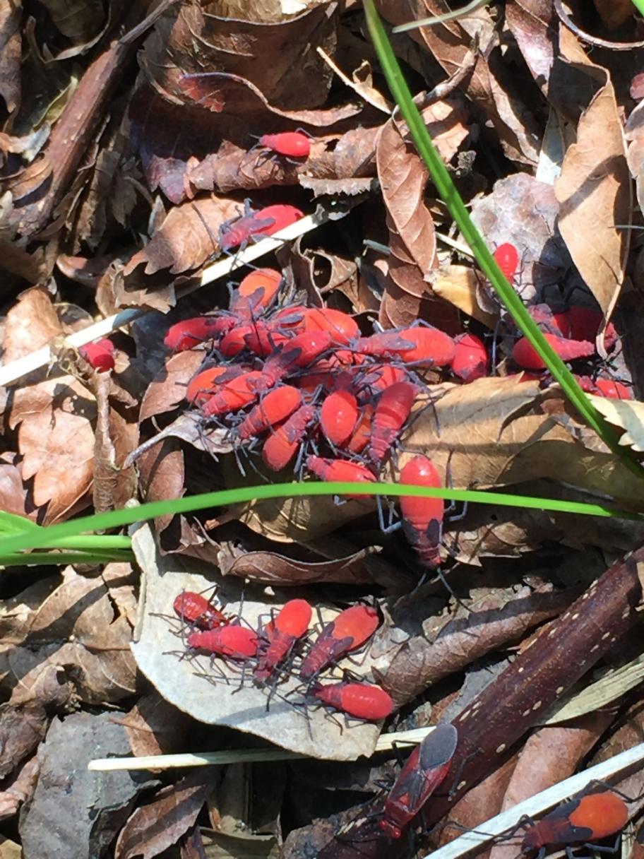 タイワンモクゲンジとカメムシ2