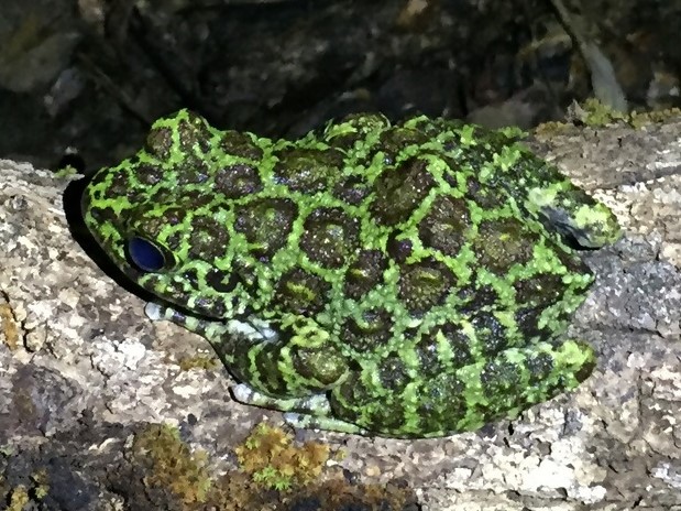 オキナワイシカワガエル