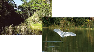 マングローブ林と水鳥の画像