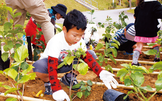 こども達も参加し、次々にハイビスカスを植えていった