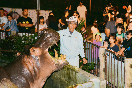 カバのエサあげは、こども達に大人気