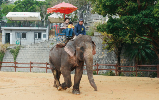 来園者に人気のゾウライド